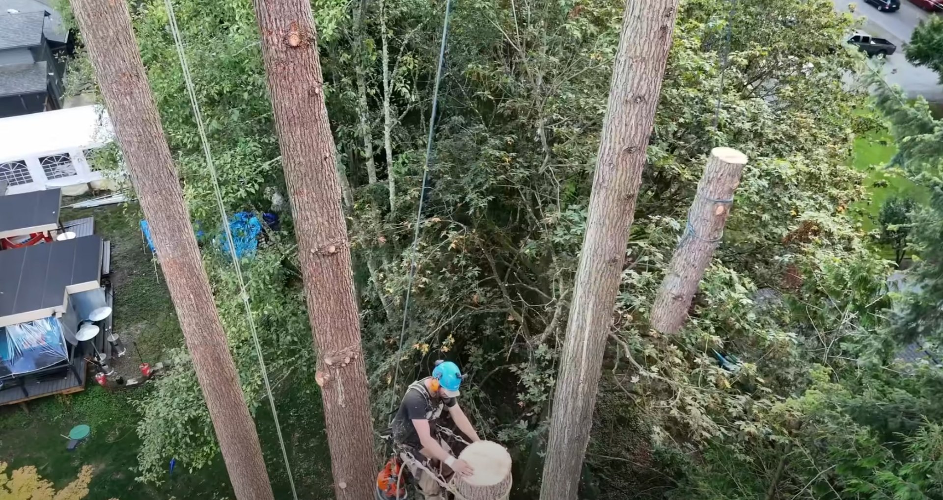 Professional Tree Service Process and Systematic Approach Aerial view of tree service professionals working on residential property showing systematic approach to tree care