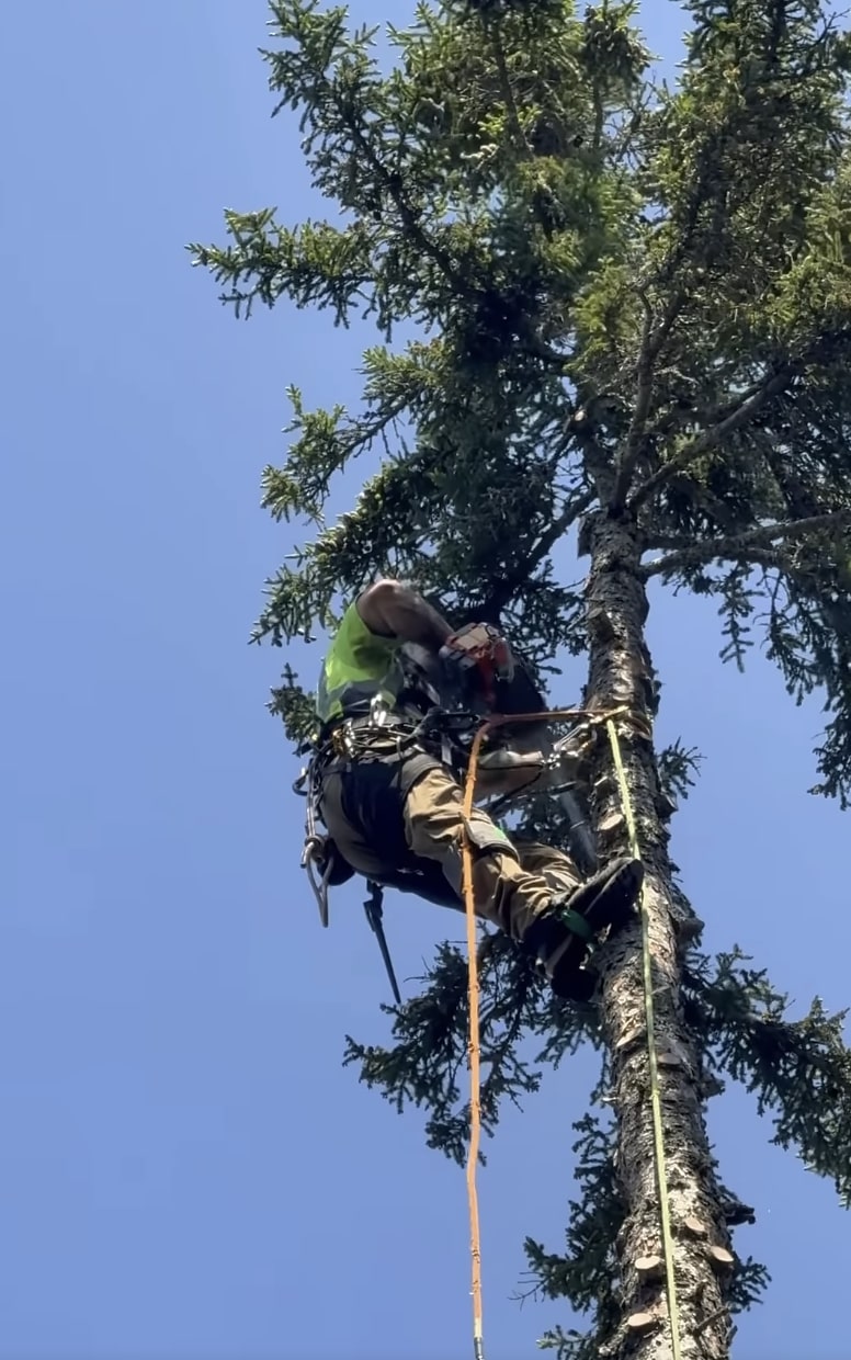 Expert Tree Climbing and Pruning Services Professional arborist safely climbing and trimming large tree with specialized equipment
