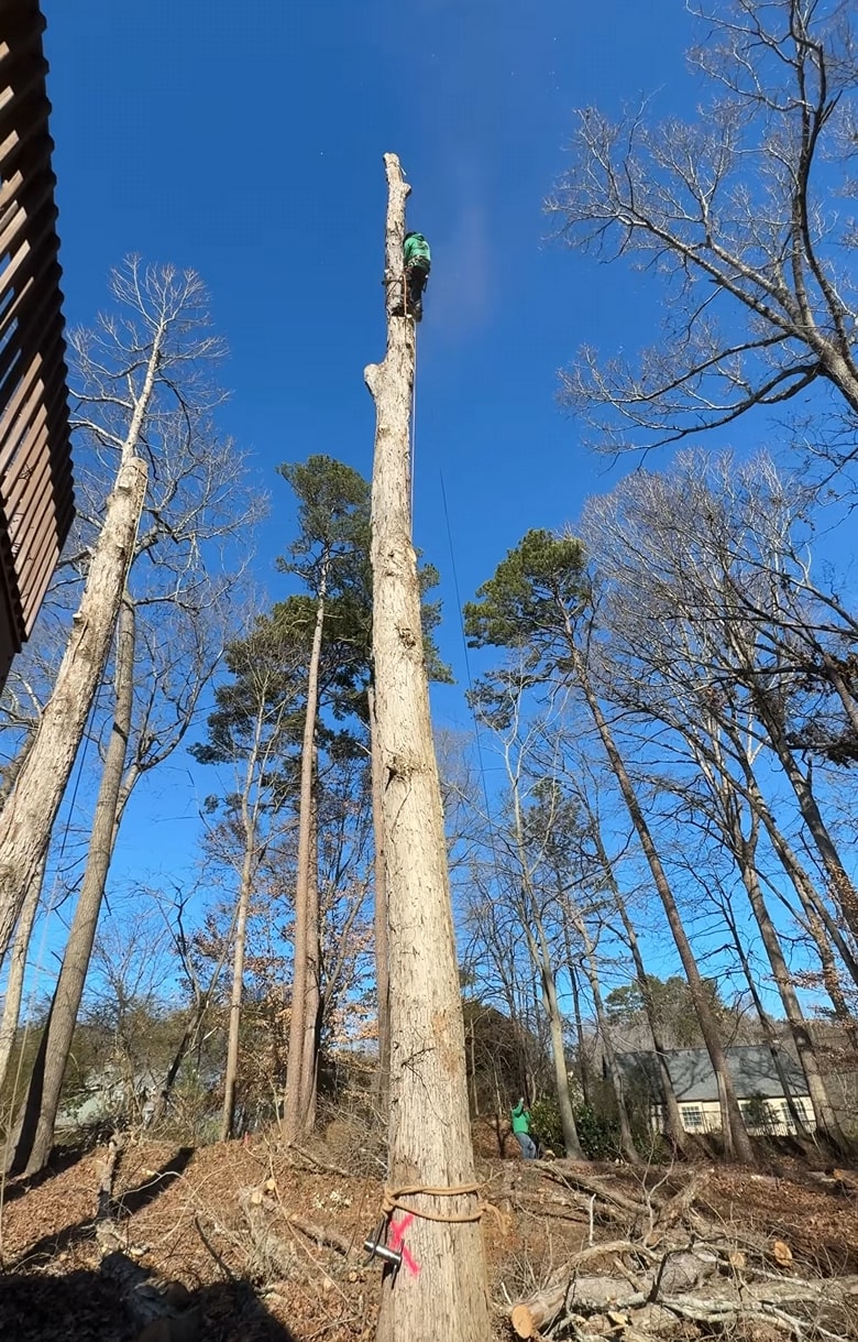 24/7 Emergency Tree Removal Services in Utica NY Emergency tree removal service showing professional arborist safely removing damaged tree in Utica NY