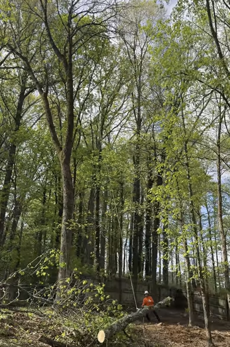 Tree Hazard Assessment and Prevention Services in Utica NY Professional arborist inspecting large trees for safety hazards and health assessment