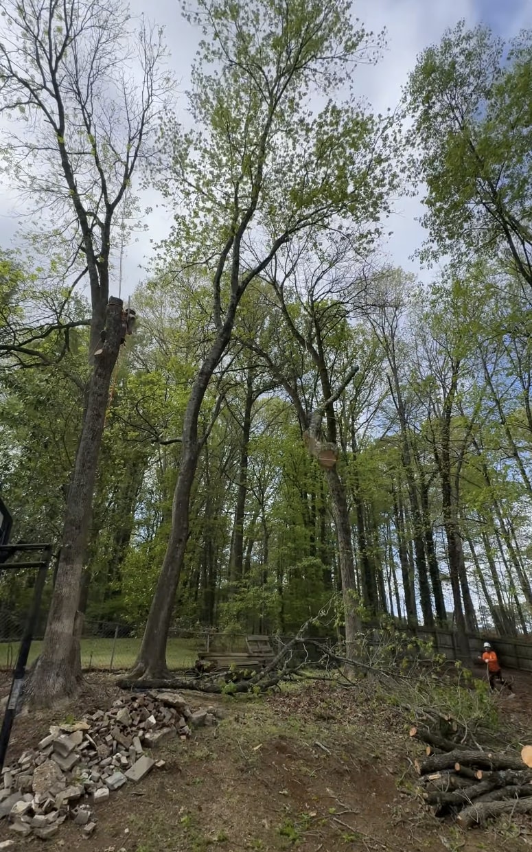 Trusted Tree Service Results - Clean, Professional, and Reliable Completed tree service project showing clean property and professional results